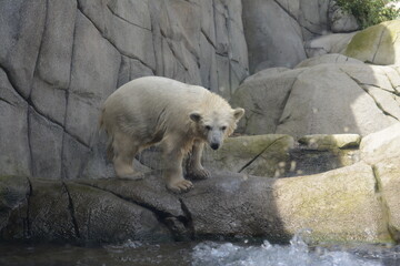 Eisb&auml;r Tierpark