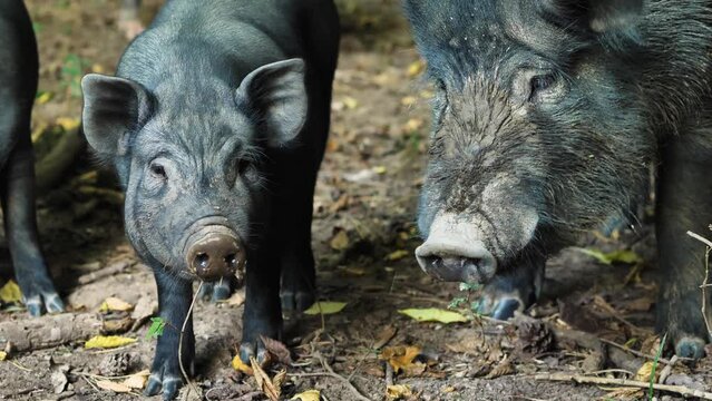 Close-up of a hog and two black mini pig pigs. A boar yawns with its mouth wide open. Domestic pigs with dried mud on their hair. Farm and pig farming concept