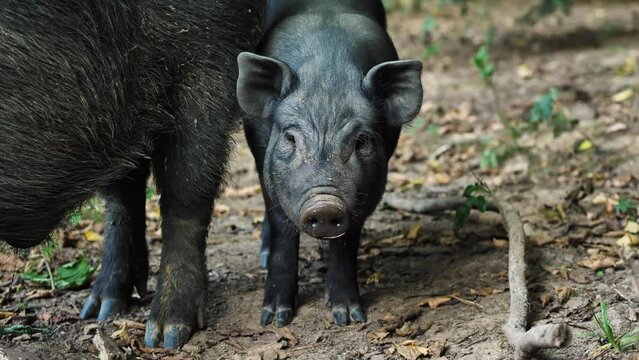 Close-up of a piglet of black mini pig breed next to a hog. Front view. The piglet looks curiously at the camera. Domestic free-range pigs. Concept of livestock and pig farming