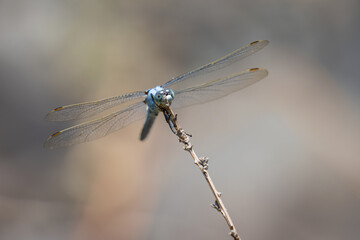 dragonfly on a branch