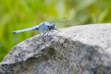 dragonfly on the rock