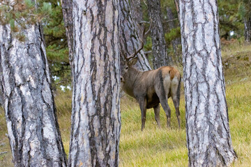 red deer in the forest
