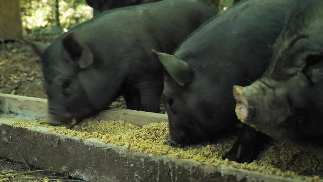 Close-up of black piglets eating food from a wooden trough. Feeding mini pigs on a farm. The concept of animal husbandry and pig breeding