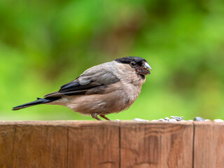 The female bullfinch feeding of sunflower seeds