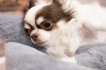 Studio shot of an adorable Chihuahua puppy standing on black and white background.