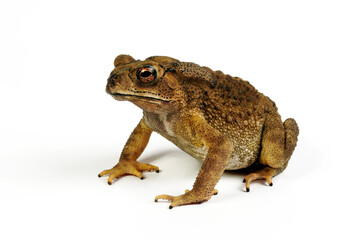 Asian common toad // Schwarznarbenkröte (Duttaphrynus melanostictus, Bufo melanostictus)