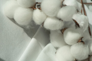 Cotton-plant harvest and cotton fabric linen. Fluffy fibers in flower balls on branch, white canvas. Weaving material for textile production