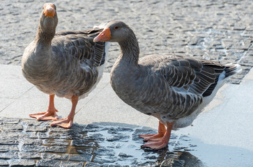 Two gray geese are drinking water together from puddle. Greylag goose is species of large in the waterfowl family anatidae. Poultry anser anser quenches thirst on road. Domestic bird beak getting wet.