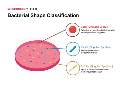 Bacterial Shape Classification in Microbiology: cocci, bacilli, and spirilla (spirochetes)