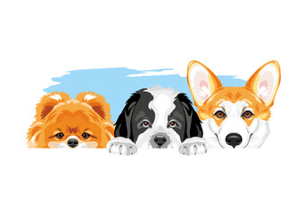Pomeranian dog, Welsh Corgi and Saint Bernard dog are best friends