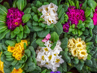 Brightly colored purple, yellow and white primrose flowers top view closeup. Nature's small wonders.