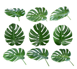  tropical jungle Monstera leaves on transparent png