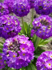 Purple Primula (Primpose) flowers in the garden
