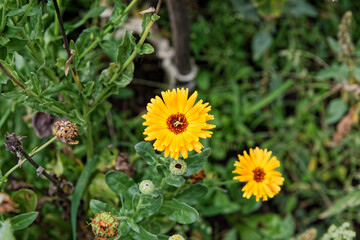 Marigold flowers in garden