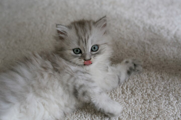 a small cute fluffy kitten of a british longhair cat lies on a light carpet in the living room, a...