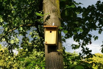 Braunes Vogelhäuschen an Baumstamm von Baum mit grünen Blättern vor Himmel in Park bei Regen und Sonne am Abend im Sommer