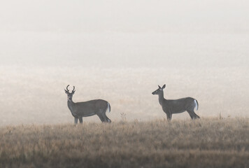 White tailed Deer in the field in the morning mist - obrazy, fototapety, plakaty