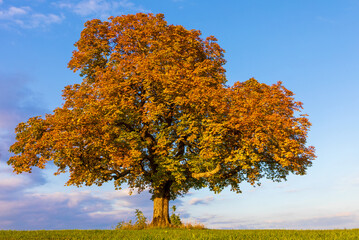 Baum - Herbst - Allgäu - einzeln