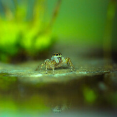 Close-Up Encounter: Jumping Spider in Exquisite Detail - Macro Photography