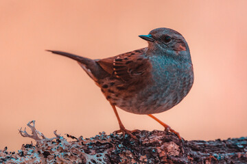 Observing Nature's Harmony: Dunnock Prunella modularis on Lichen-Adorned Branch