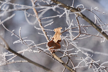 Leaves abandoned in the snowy branches
