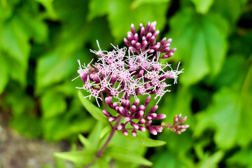 Hemp-agrimony (Eupatorium cannabinum) also known as holy rope. Used in traditional medicine as an anti-inflammatory agent for respiratory tract diseases
