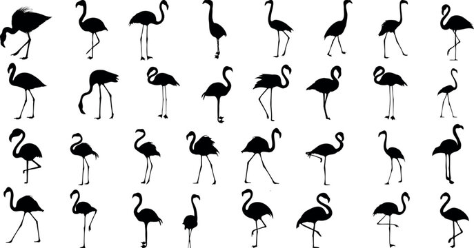 Tropical flamingo vector illustration. Perfect for summer designs, beach themes, and exotic wildlife projects. Add a touch of the tropics to your work with this stunning flamingo artwork