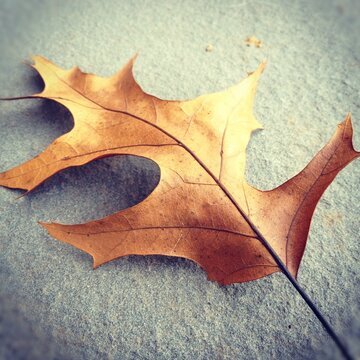 LONE LEAF 1-3