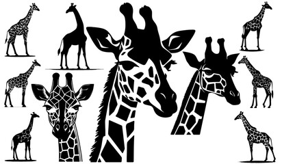 Vector drawings of giraffes and giraffe heads - obrazy, fototapety, plakaty