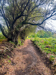Pathway in the Interior of Ons Island: Exploring the Island's Hidden Charms