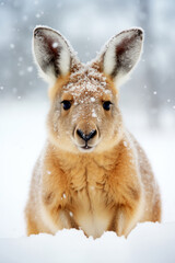 Arctic kangaroo in the snow