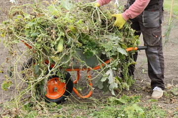 A man in gloves removes vegetables from the garden using a garden wheelbarrow on orange wheels