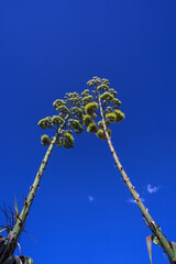 Two beautiful towering agave plants with flowering stems reaching for the sky. Flowering agave plants reaching for each other in the desert on a sunny summer day outdoors. Minimalistic concept