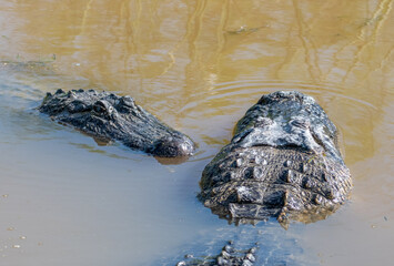 Naklejka premium American Alligators