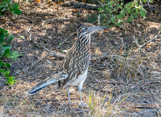 Greater Roadrunner in the South Texas Brush