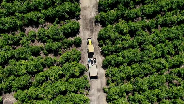 A&eacute;rea trator passando pela planta&ccedil;&atilde;o de caf&eacute;