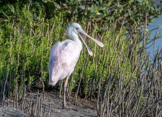 Roseate Spoonbill