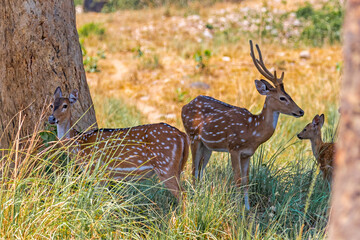 A Spotted Deer Family resting