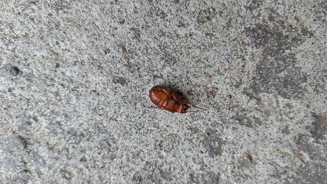 A June bug (Beetle) stuck on its back