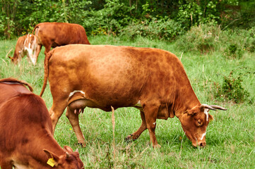Eine fressende Kuh / Rind