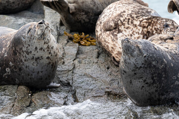 Verzückung zweier Seals - Zwei Seals auf einem Felsen vor der Küste von Katmai, Alaska