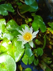 Water lily (scientific name: Nymphaea lotus) is a type of aquatic plant. The fruit is called Ta Nod Bua, edible, contains a lot of starch, flower stalk is called Sai Bua, edible.