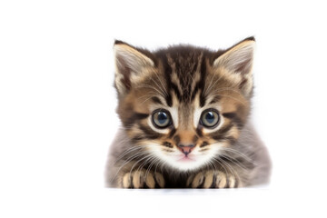 Naklejka premium Small cute domestic kitten on a white background. illustration of cute small cat.