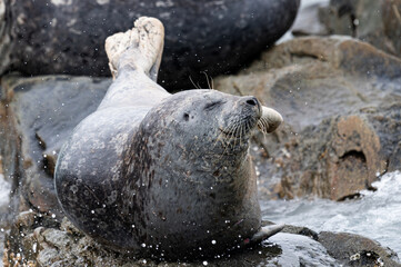 Porträt eines Seal auf einem Felsen vor der Küste von Katmai, Alaska