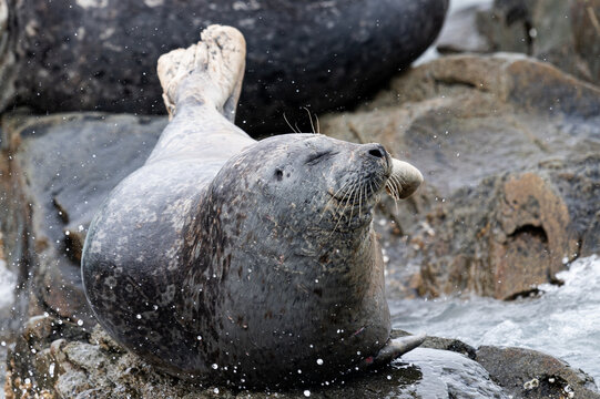 Portr&auml;t eines Seal auf einem Felsen vor der K&uuml;ste von Katmai, Alaska
