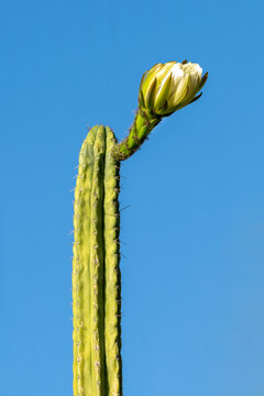 flower cactus candle in the sky 