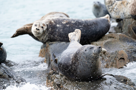 Ruhepause - Zwei Seals auf einem Felsen vor der K&uuml;ste von Katmai, Alaska
