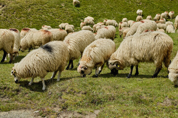 Fototapeta premium The large flock of sheep Large flock of sheep graze in the mountains European mountains traditional shepherding in high-altitude fields. Bucegi Mountains, Romania