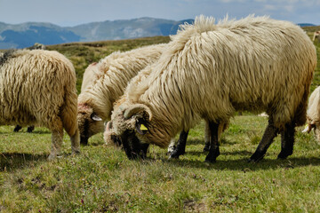 The large flock of sheep 
Large flock of sheep graze in the mountains
European mountains traditional shepherding in high-altitude fields.
Bucegi Mountains, Romania