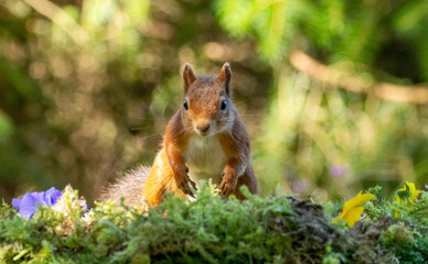 Naklejka na ściany i meble Curious little scottish red squirrel in the woodland with natural background 